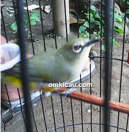 Pleci Brandal Malam