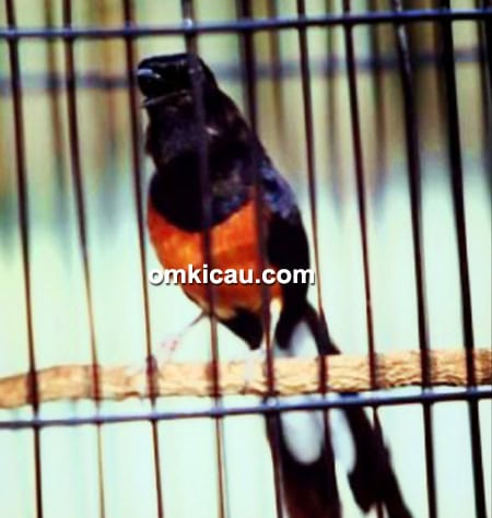 Murai batu Mat Petir