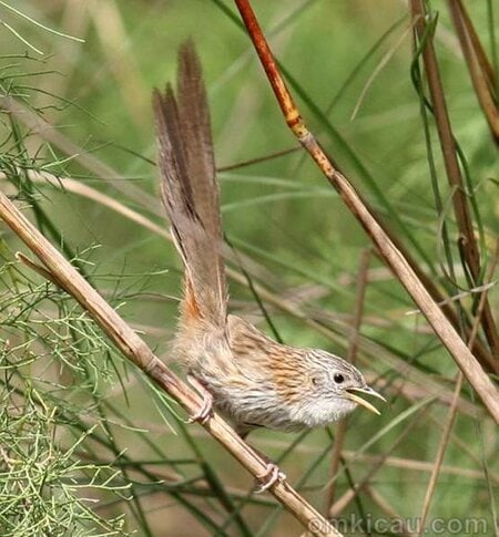 download suara burung prenjak Rufous-vented Prinia atau Prinia burnesii
