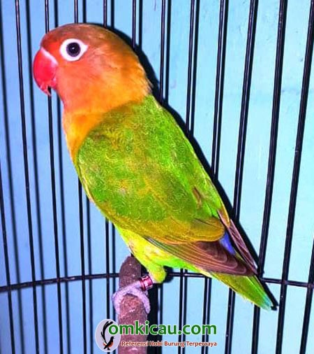 lovebird Ranger