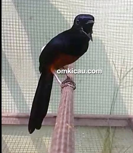Murai blacktail Leged