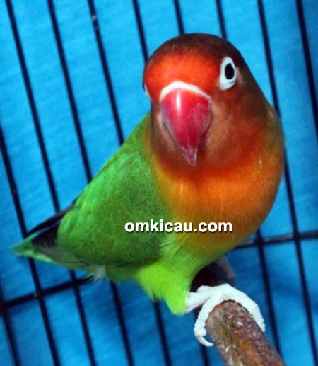 Lovebird Nona