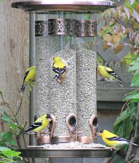 A tube bird feeder can be filled with different types of seed depending on the size of the feeding ports. 5 goldfinches eating from a large tube feeder