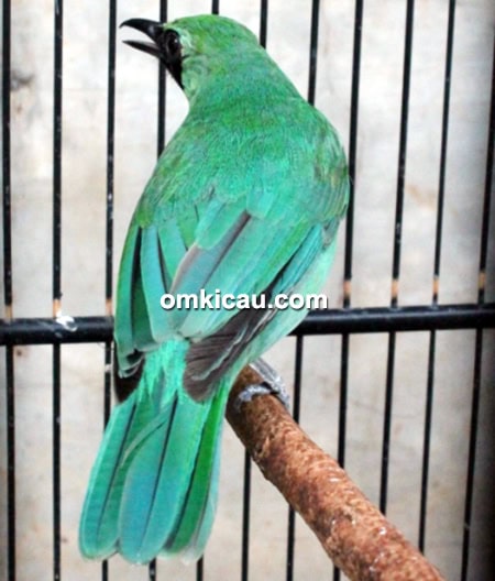 Cucak hijau Spectrum