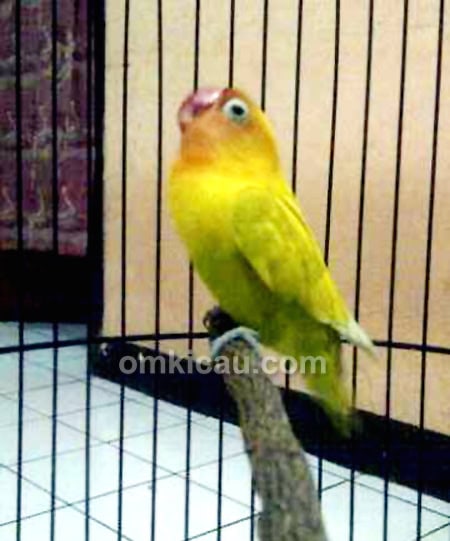 Lovebird Golden Beauty
