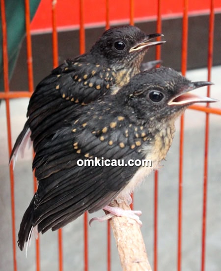 Breeding murai batu GMS BF Tangerang