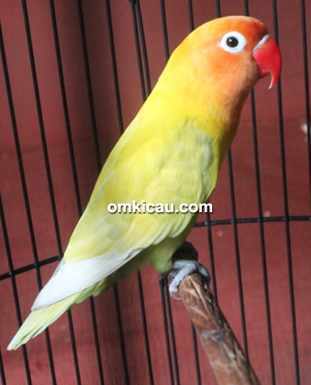 Lovebird Putri Golf