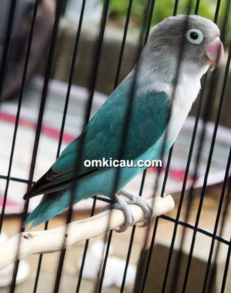 Lovebird Ronggeng