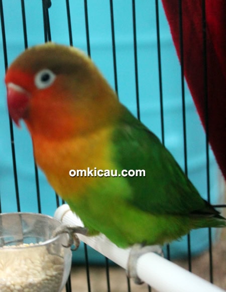 Lovebird Azib