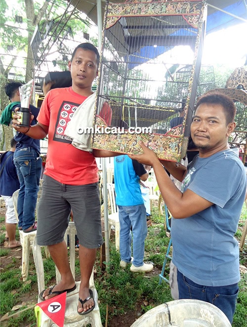 Juara cucak ijo Kelas VIP