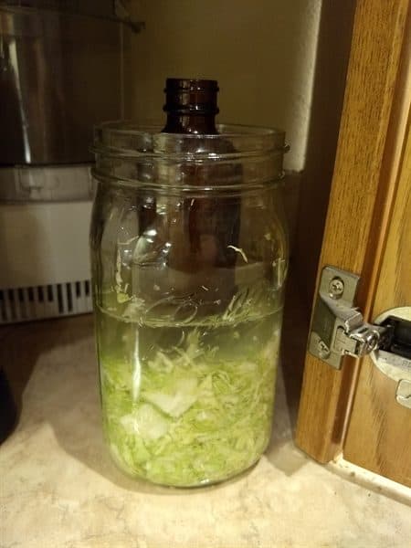 fermenting cabbage