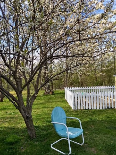 newly refinished metal chair under plum blossoms
