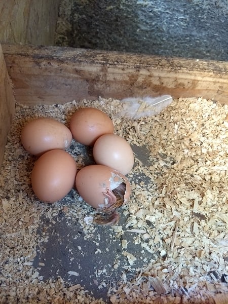 a chick emerging from shell