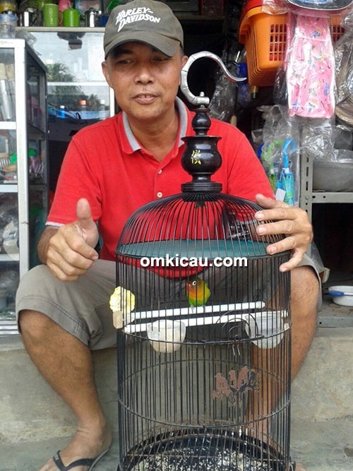 lovebird Menil