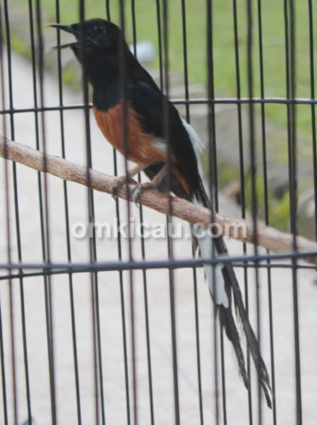 Murai batu Kiamat