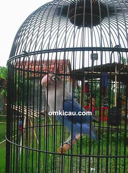 Lovebird Bellani