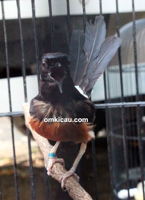 Murai batu Ketu