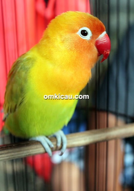 Lovebird Putri Golf