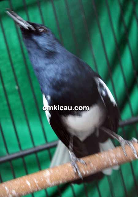 Kacer Setan Hitam Jr