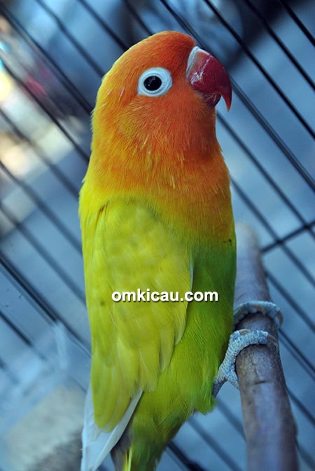 Lovebird Lolita