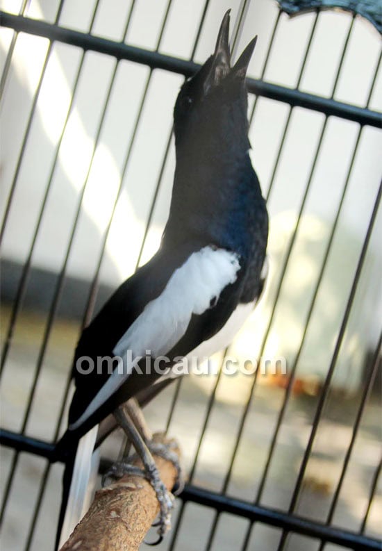 Kacer Ningrat milik Mr Chandra Pontianak