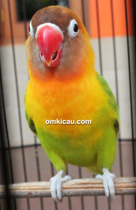 Lovebird Zuviter