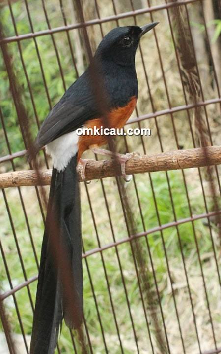 Murai batu Karowelang