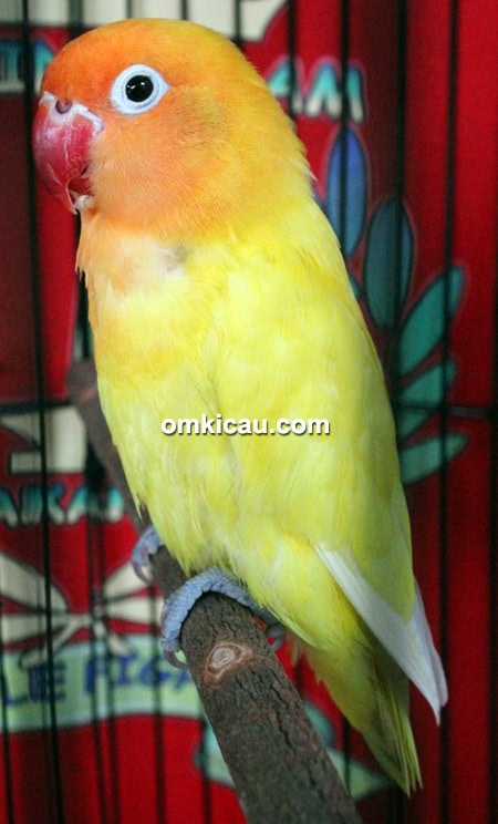 Lovebird Cristal