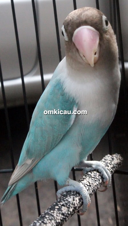 Lovebird Satria