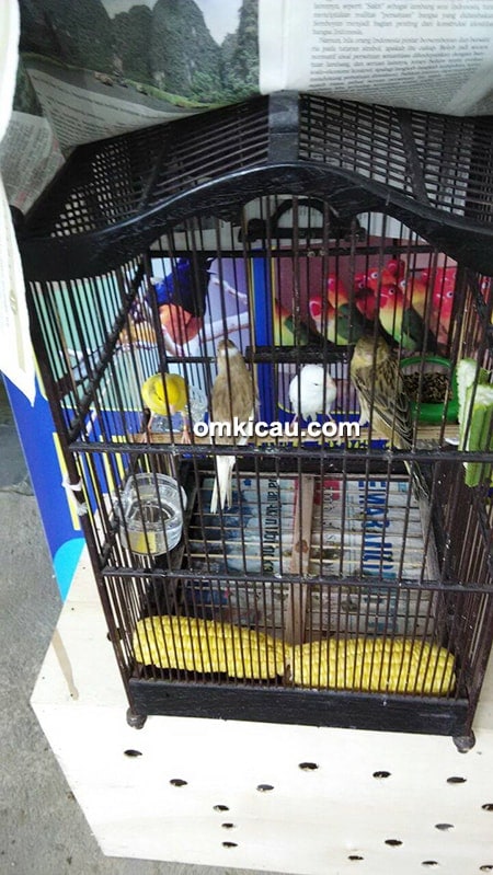 CS Bird Farm