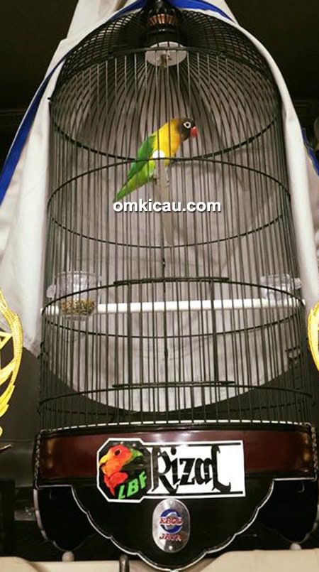 Lovebird Saipul