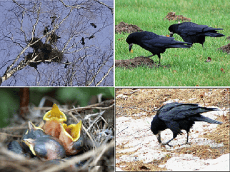 Грач (Corvus frugilegus)