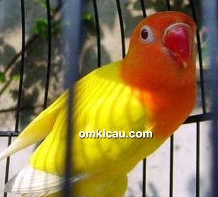 Lovebird Koslet