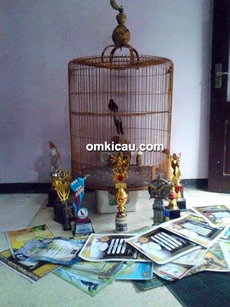 Murai batu Black Martil