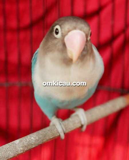 Lovebird Raisa