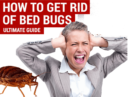 bed bug exterminator rochester