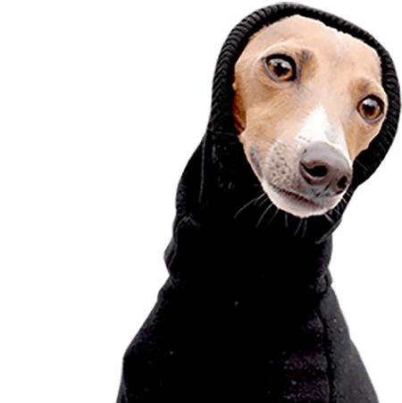 Royal Hound Clothing Iggy Clothing Made In Melbourne