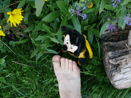 Wespen, Bienen, Hornissen