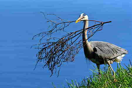 Great Blue Heron Mystery great-blue-heron-mystery
