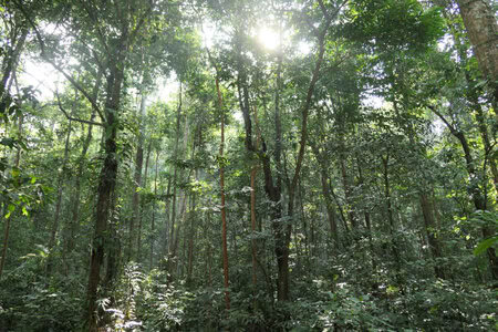 A picture of the sunrise within the forest