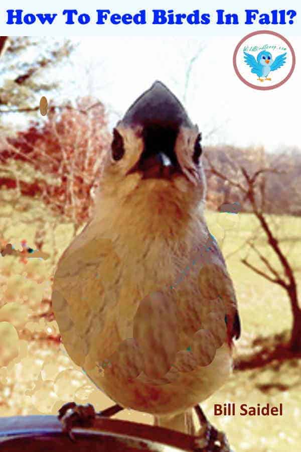 How To Feed Wild Birds In Autumn A bird perched looking into the camera, heading text reads "how to feed birds in fall?"