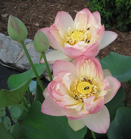 Choosing Flowers that Attract Bees - Carolina Honeybees