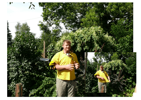 Wespen, Bienen, Hornissen