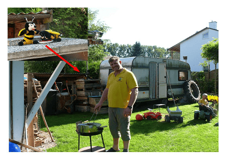 Wespen, Bienen, Hornissen