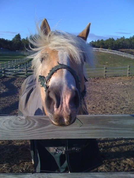 Willy the Haflinger who helped me find my confidence again