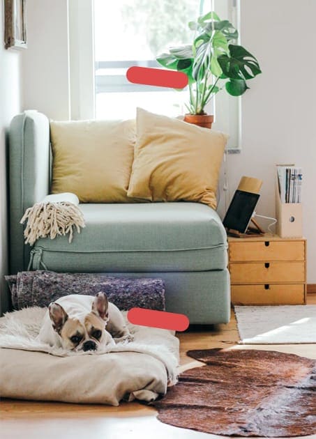 Dog laying on floor cushion