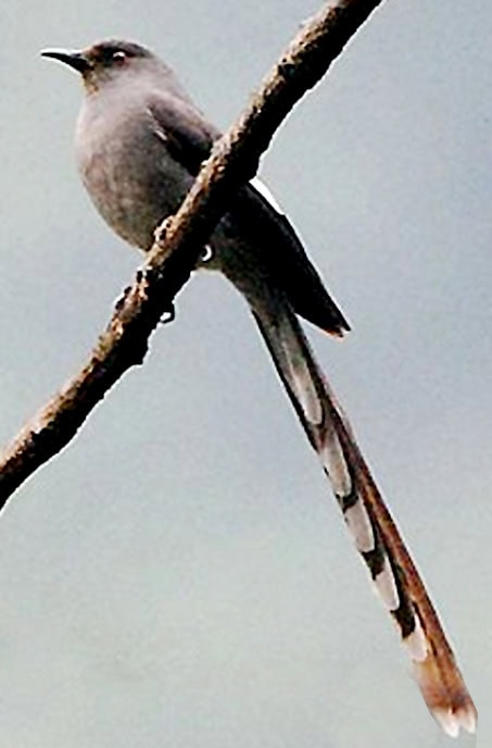 murai air / long-tailed sibia