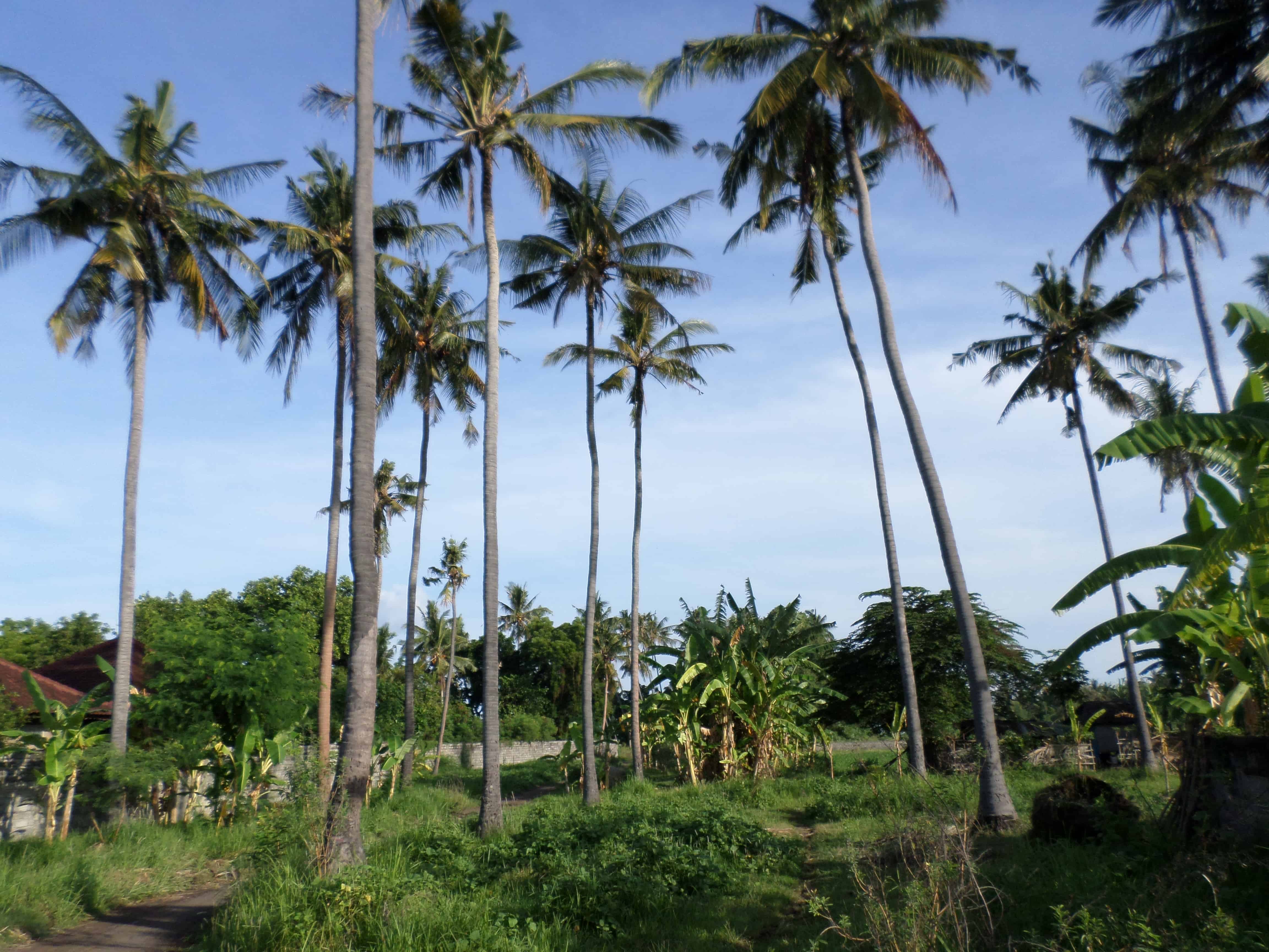bucear trimix bali
