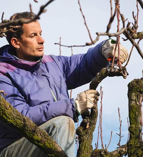 Best tree pruning Pruning Trees