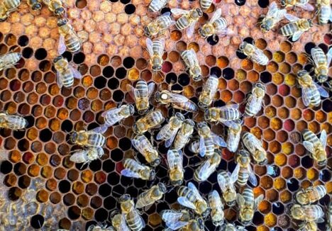 different bees eat different things
